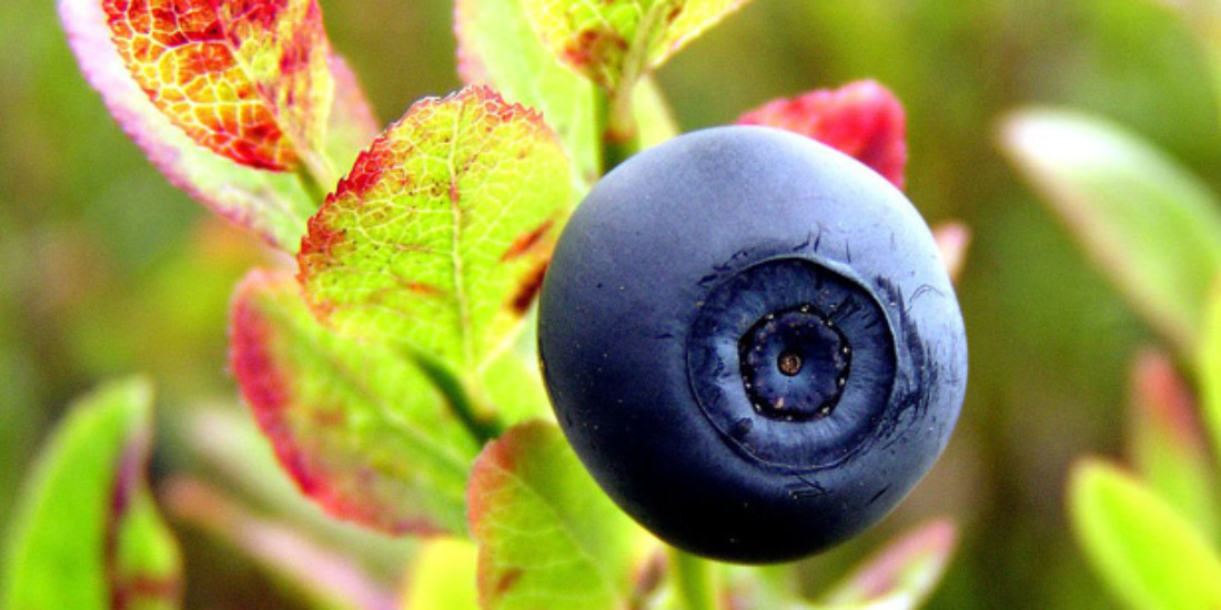 Queensland blueberries