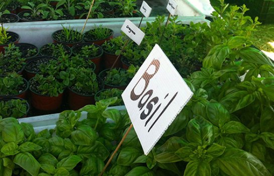 Queen Street Farmers Markets