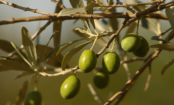 TWE Coolmunda Organic Olives