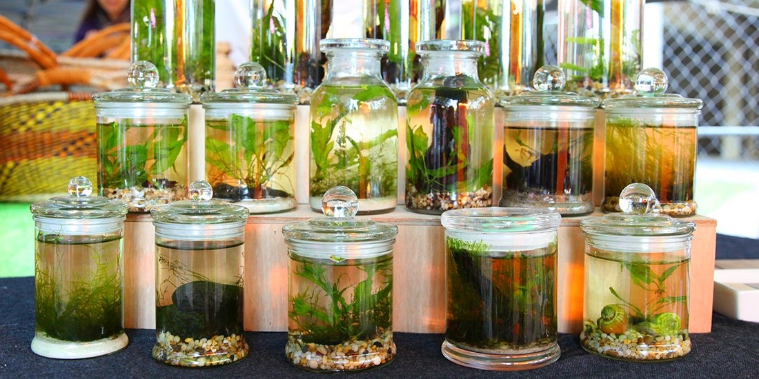 Stay connected with nature with a bottled or vertical garden from Belaqua