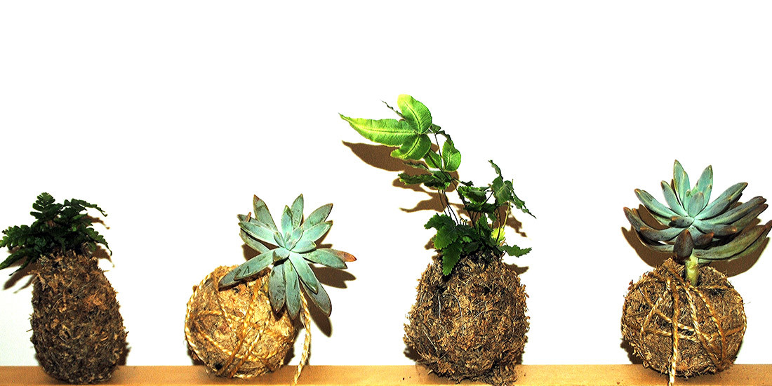 Attend a kokedama workshop by Neon Patina