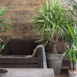 The Weekend Series: five visually striking indoor plants for beginners (that aren't succulents)