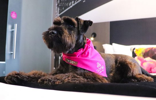 The Weekend Series: enjoy a staycay with your doggo at these pet-friendly accomodation hotspots