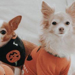Big W has dropped a super-cute Halloween petwear range for your spooky doggo