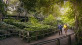 Roma Street Parkland – The Rainforest and Fern Gully