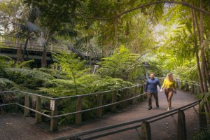 Roma Street Parkland – The Rainforest and Fern Gully