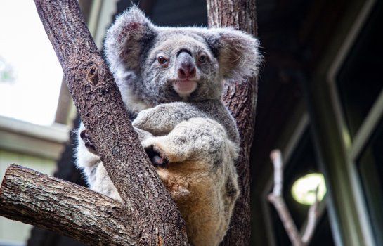 Cuddly koalas, night markets and picturesque hiking spots – hidden gems to discover in Logan