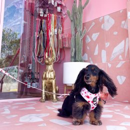Insta-famous pet accessory brand Pablo & Co. has opened its first store in Kedron