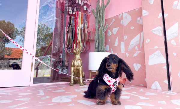 Insta-famous pet accessory brand Pablo & Co. has opened its first store in Kedron