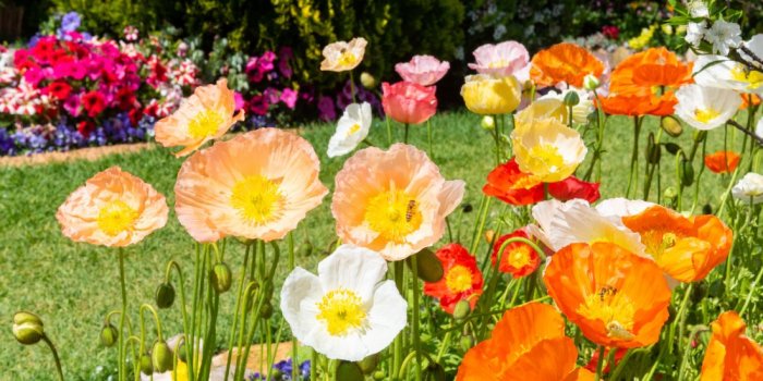 Toowoomba carnival of flowers