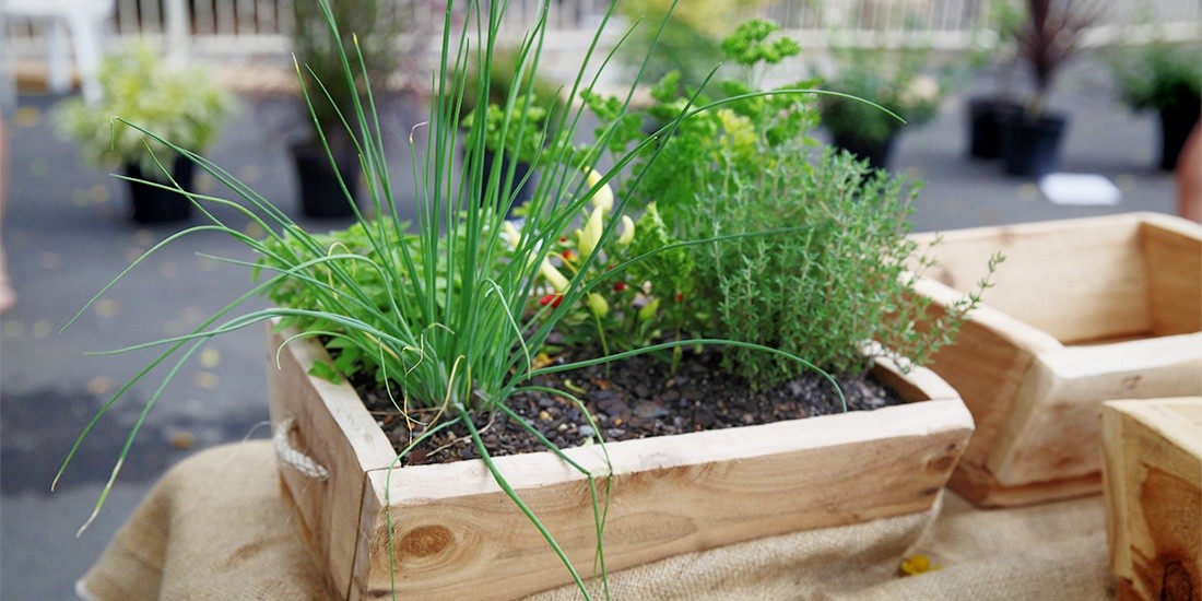 Take home a wooden planter box from Spectrum Plants