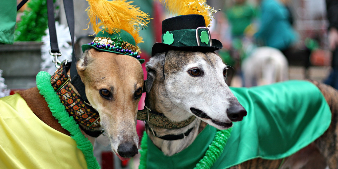 Paint the town green – where to celebrate St. Patrick’s Day in Brisbane