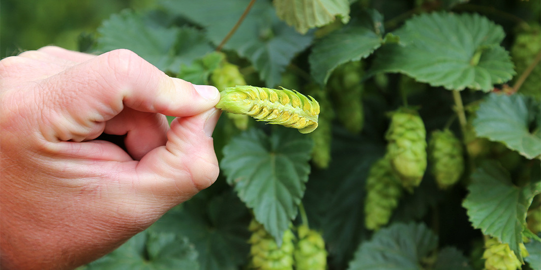 Celebrate the latest hops harvest with a glass of Stone & Wood’s new season Pacific Ale