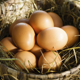 Gather up pasture-raised eggs from Echo Valley Farms