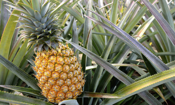 Pick up Glasshouse Mountain pineapples from McLeod's Agriculture