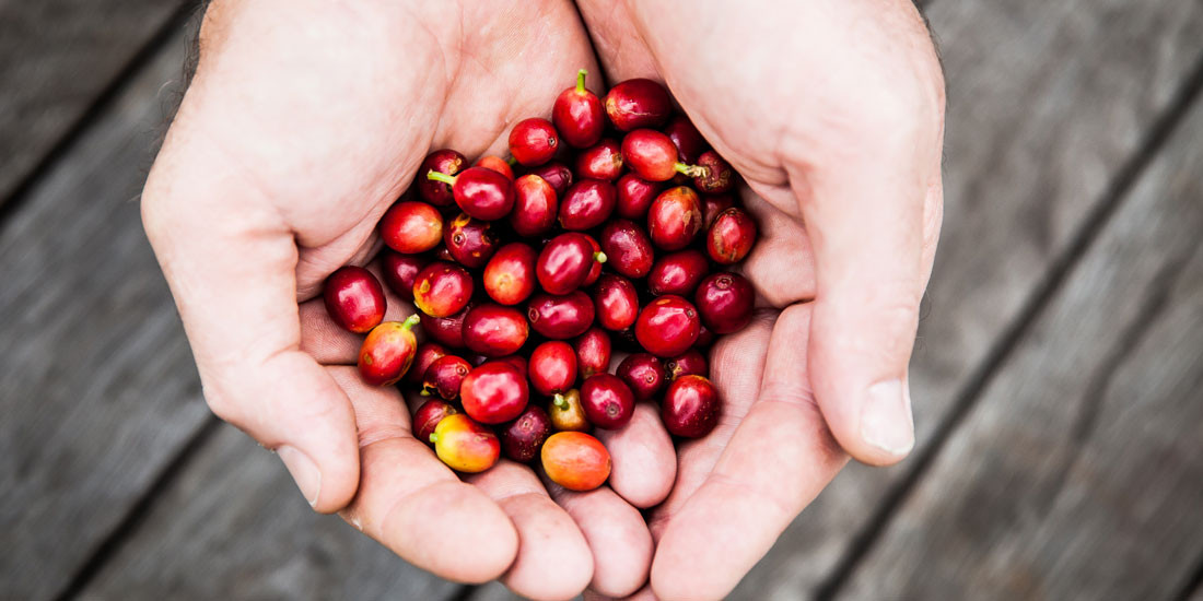 Merge your love of java and ale with Brisbane’s first coffee cherry beer