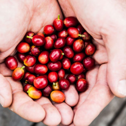 Merge your love of java and ale with Brisbane’s first coffee cherry beer