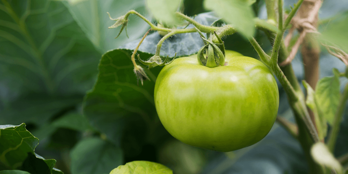 Neighbourhood Farm: Tomato growing workshop