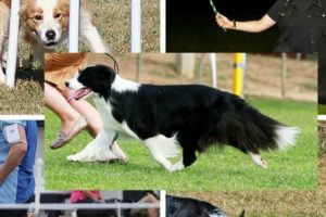 4th Border Collie National Championships