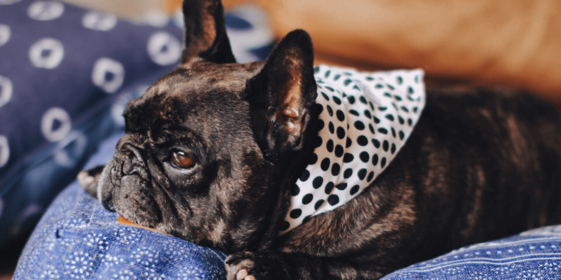 Pamper your pooch with puppy accessories from Bones Society