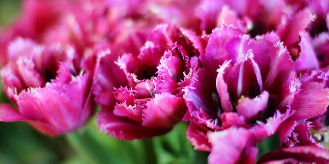 Gardenbird Flowers