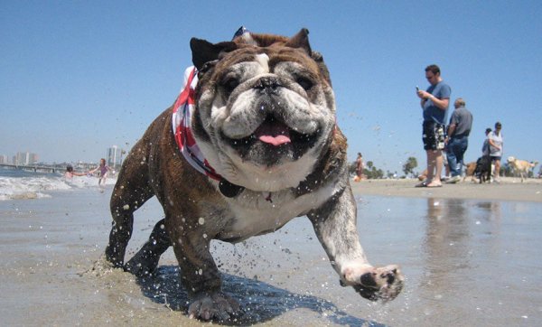 English Bulldog running on a dog-friendly beach with people around