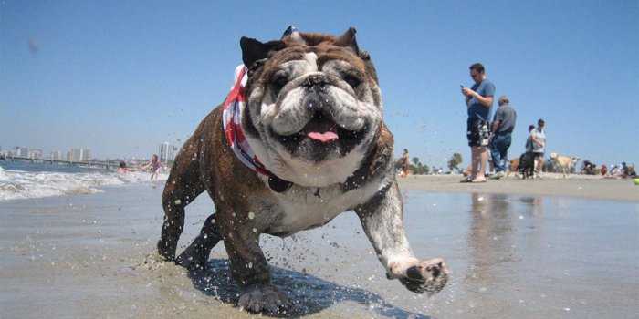 English Bulldog running on a dog-friendly beach with people around