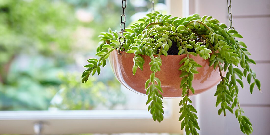 Introduce a bit of green into your home with some planters from Hundred Acre Wood