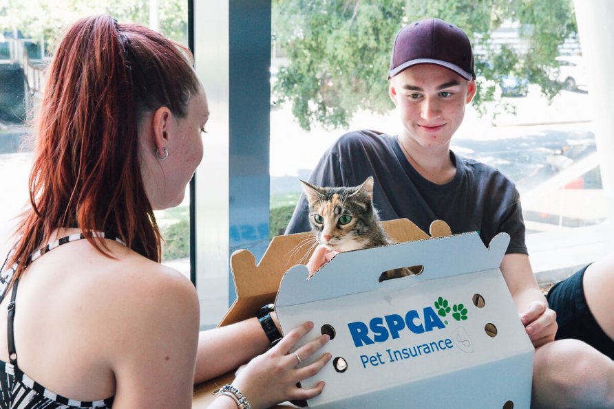 RSPCA Popup Adoption The Weekend Edition What's on in Brisbane