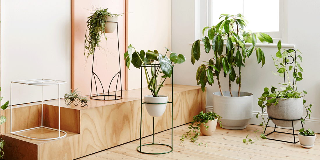 Support your greenery with the help of the stunning Sanctuary collection from Ivy Muse