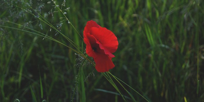 ANZAC Day at The Fox