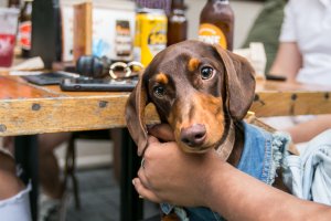 Bark & Brews