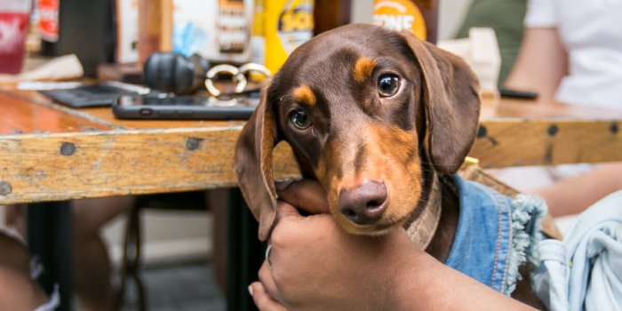 Paws & Pints at Osbourne Hotel