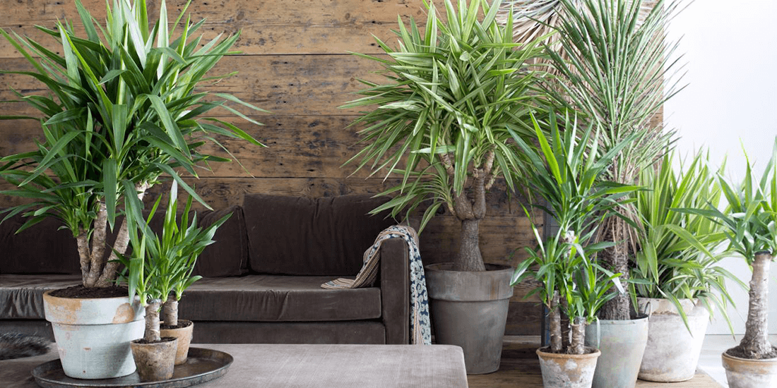 The Weekend Series: five visually striking indoor plants for beginners (that aren't succulents)