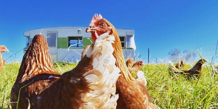 Farm Tour & Lunch