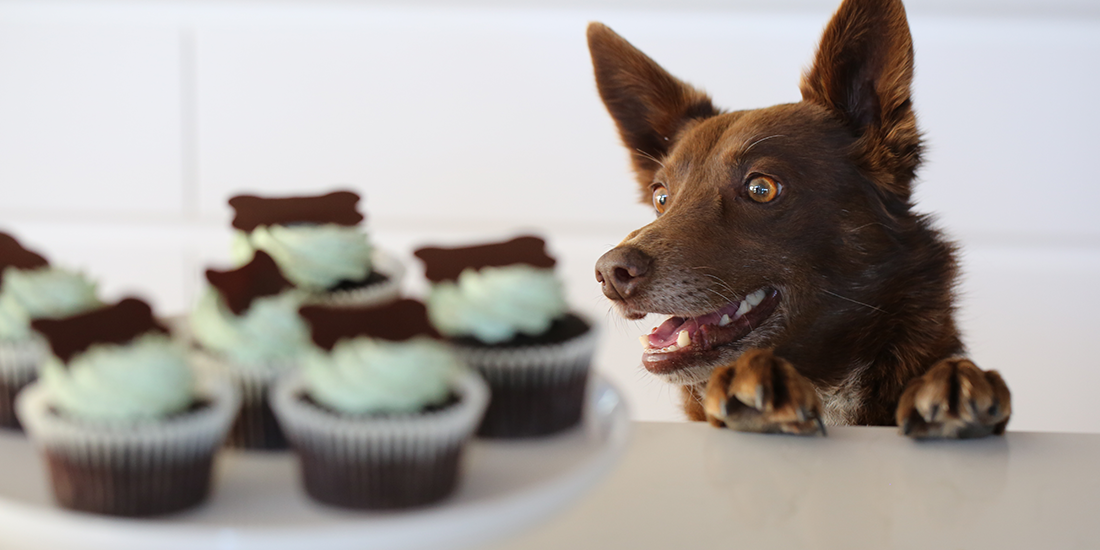 Help your furry friends by feasting this RSPCA Cupcake Day