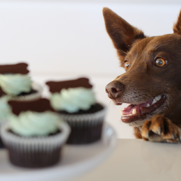 Help your furry friends by feasting this RSPCA Cupcake Day