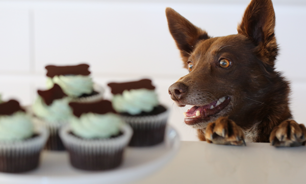 Help your furry friends by feasting this RSPCA Cupcake Day