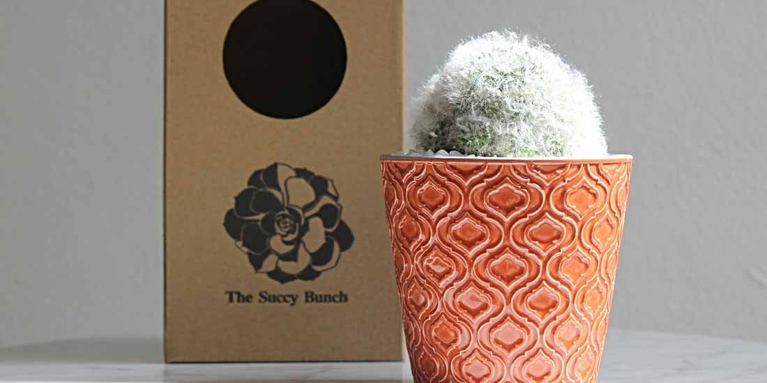 Ditch the flowers in favour of a sweet succulent from The Succy Bunch