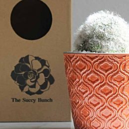 Ditch the flowers in favour of a sweet succulent from The Succy Bunch