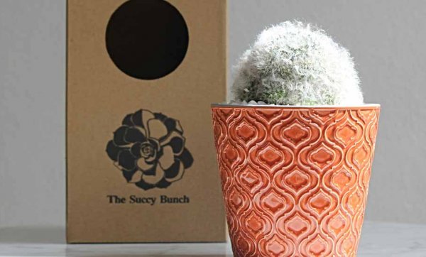 Ditch the flowers in favour of a sweet succulent from The Succy Bunch