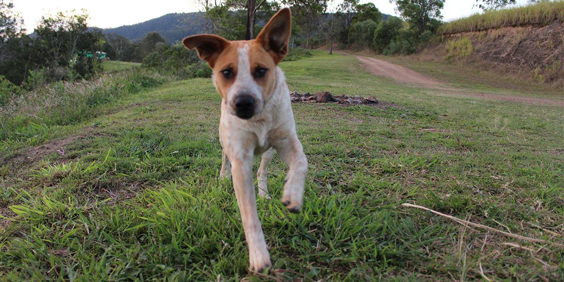 BYO pooch – we've sniffed out the best dog-friendly camping near Brisbane