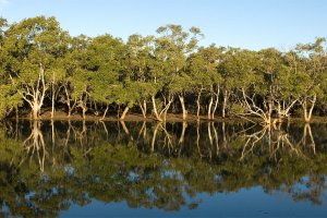 Useful plants – a guided walk at Boondall Wetlands