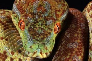 RepX – Brisbane Reptile Expo 2018