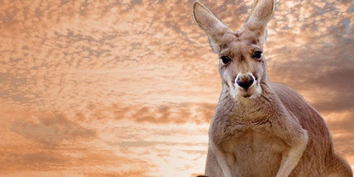 Kangaroo – Red Carpet Screening and Q&A