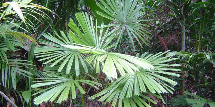 National Palm & Cycad Show