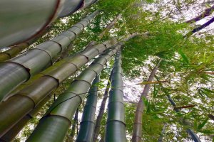 Bamboo Essentials – Artisan Camp