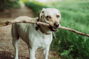 Make a dash for Riverbank’s dog park launch party