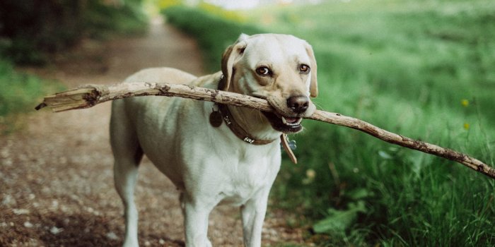 Make a dash for Riverbank’s dog park launch party