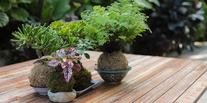 Laneway WV Kokedama Workshops